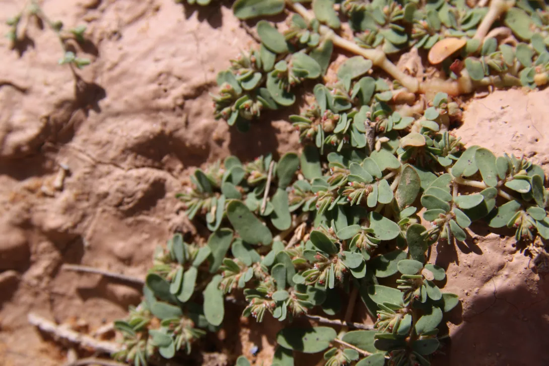 Whole plant