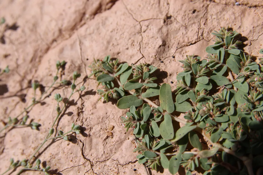 Euphorbia granulata leaves