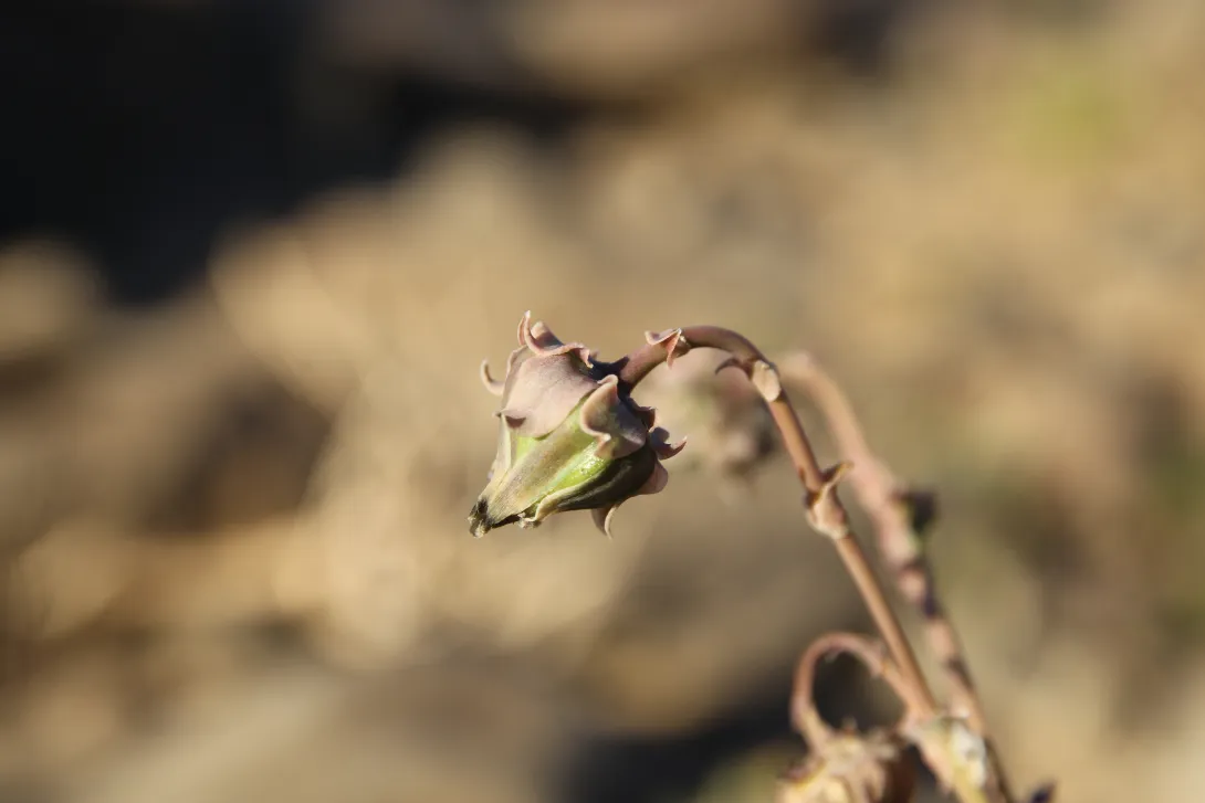 Launaea angustifolia flower/fruit