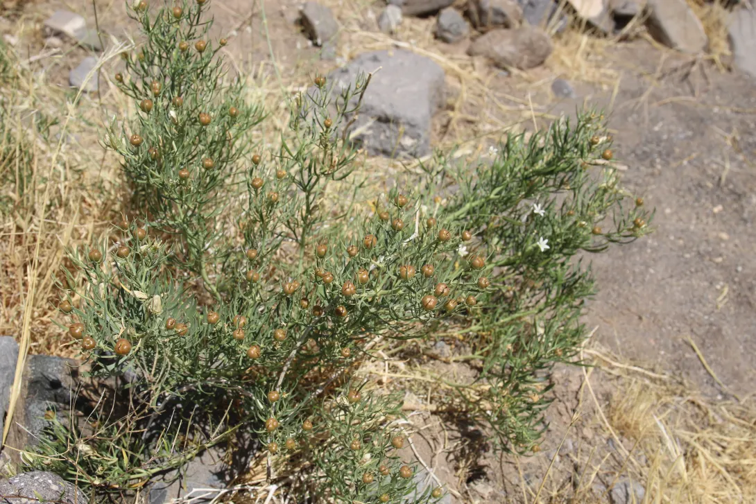 Whole plant