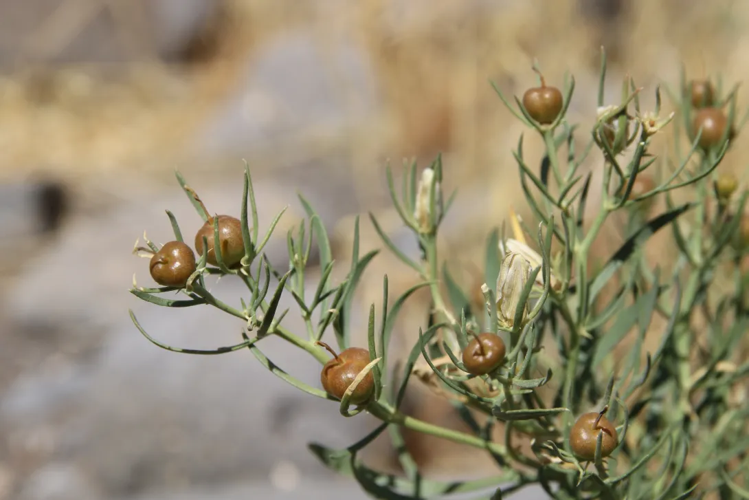 Peganum harmala fruits