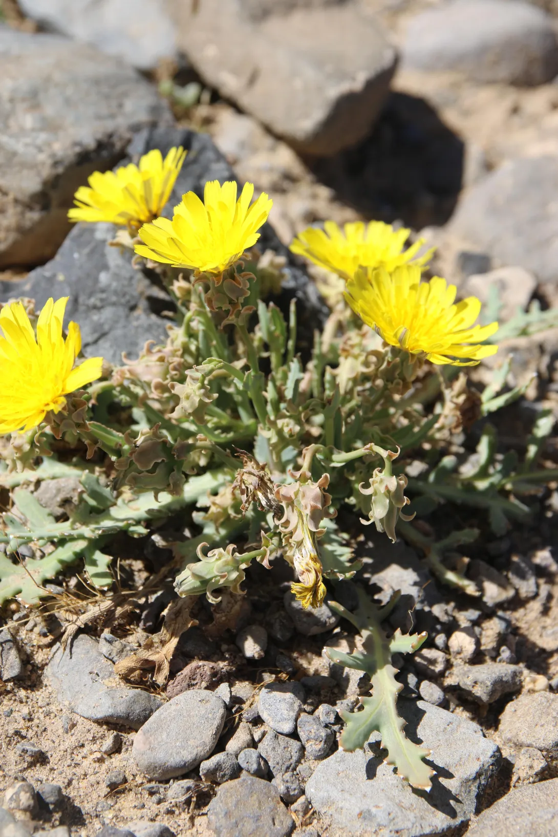 Whole plant