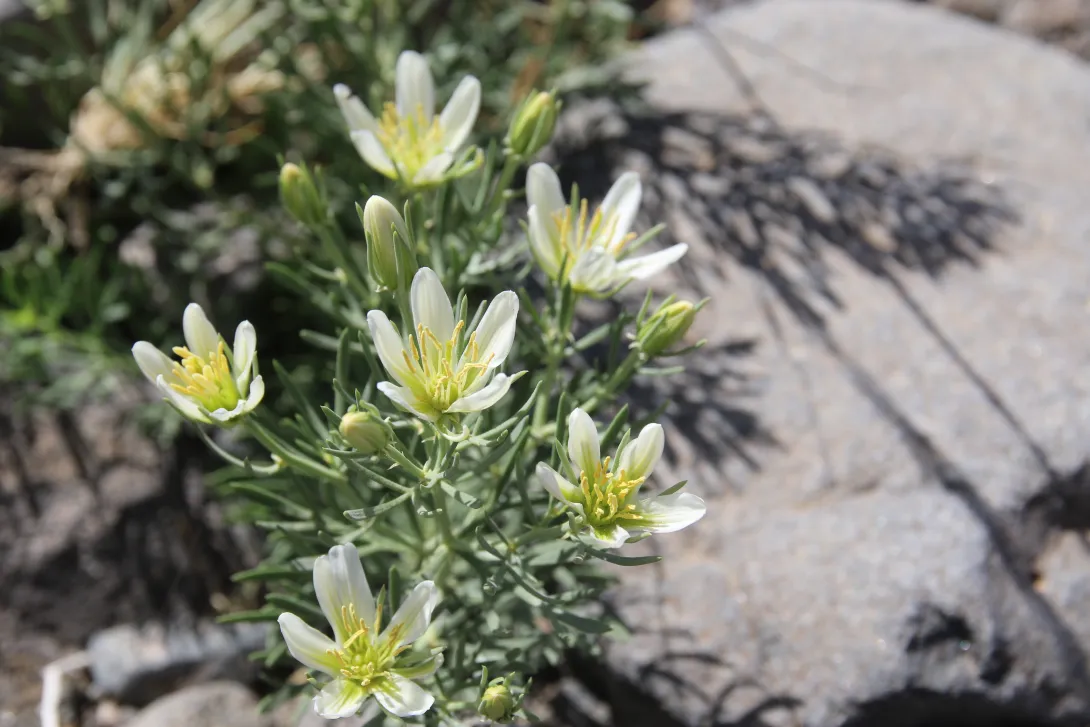 Peganum harmala flowers