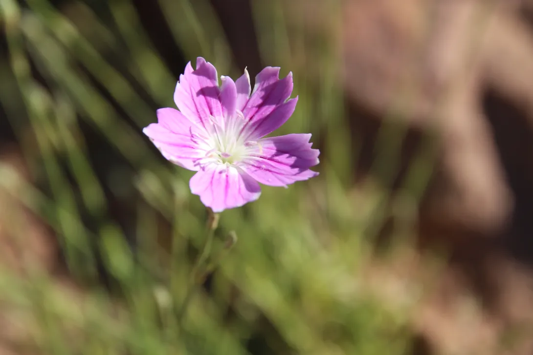 Dianthus strictus flower