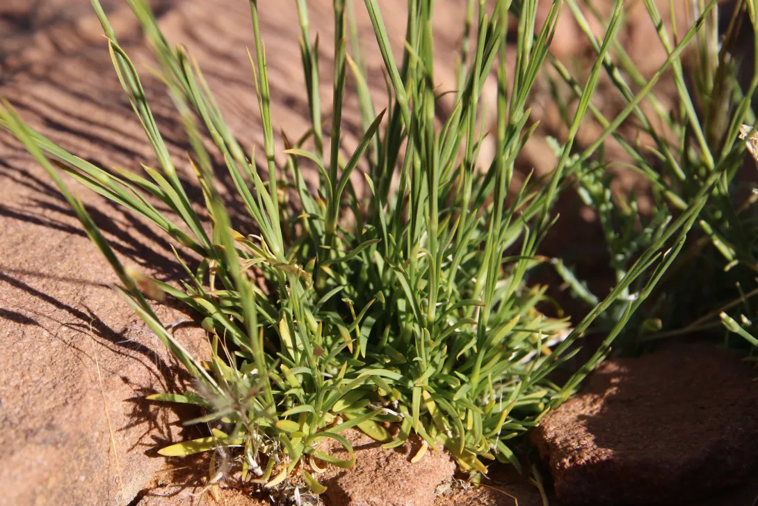 Dianthus strictus leaves