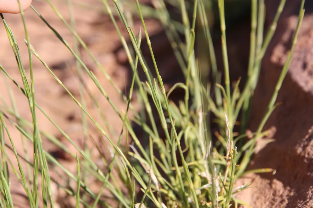 Dianthus strictus leaves