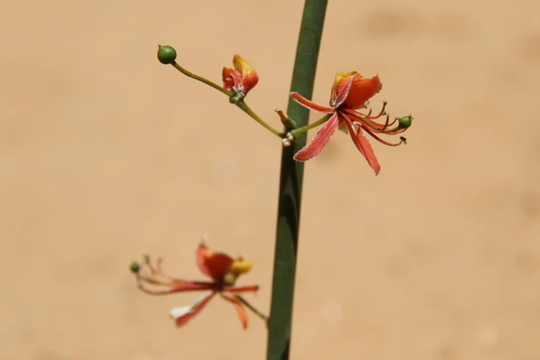 Capparis decidua flowers
