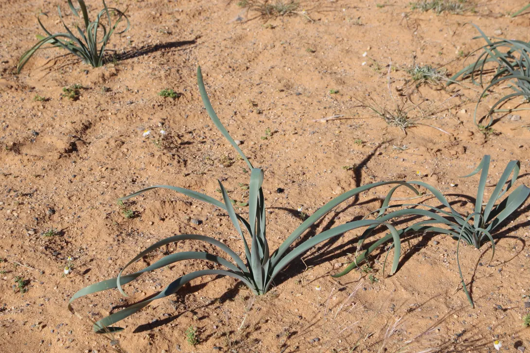 Pancratium sickenbergeri leaves