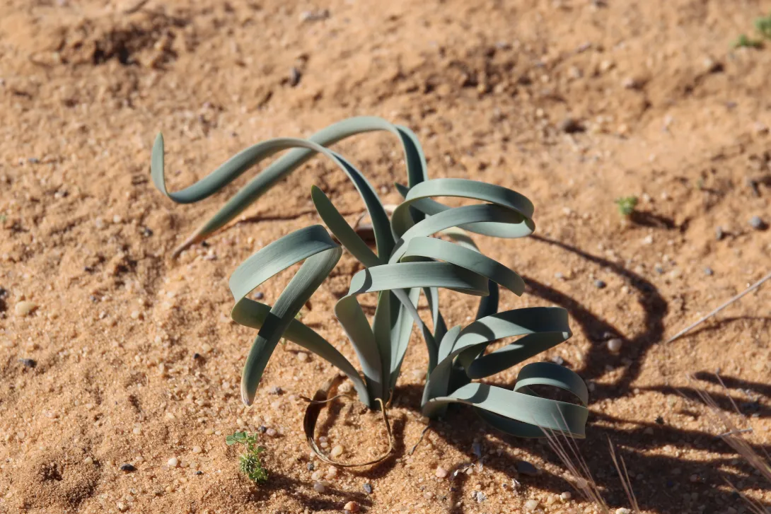Pancratium sickenbergeri leaves