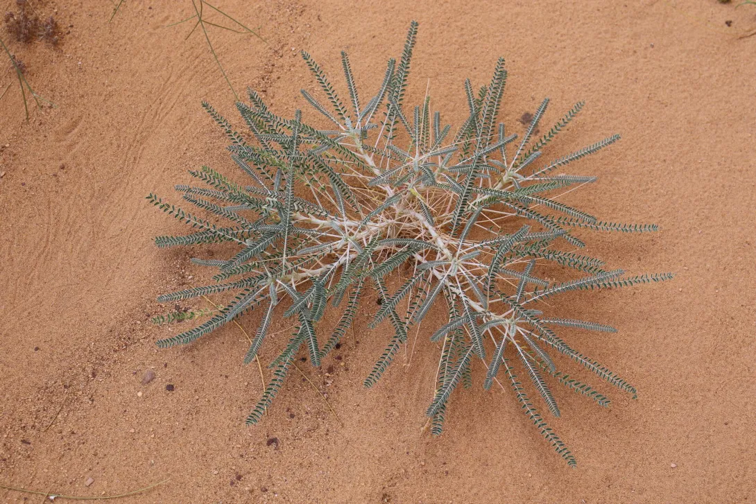 Whole plant
