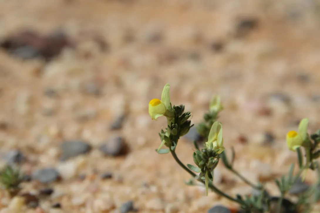 Linaria simplex flower