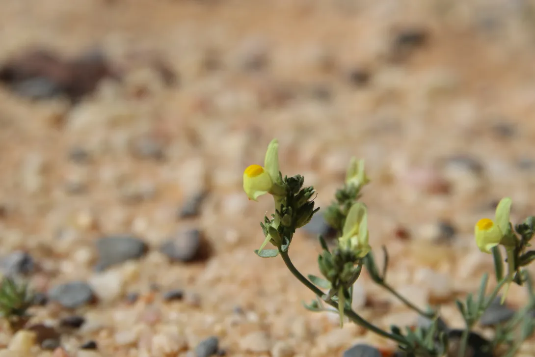 Linaria simplex flower
