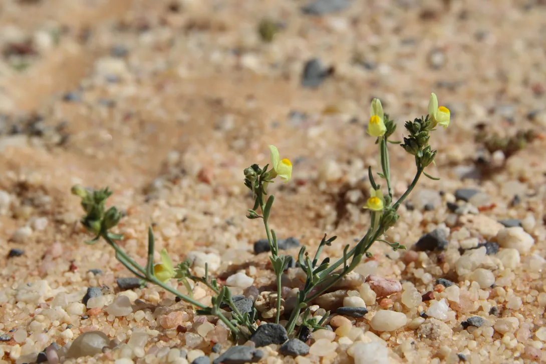 Whole plant