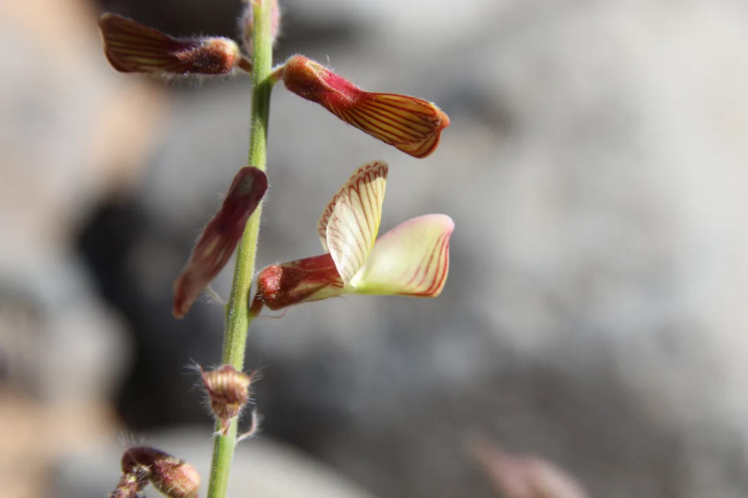 Onobrychis ptolemaica flower