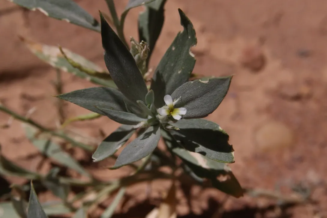 Farsetia aegyptia flower