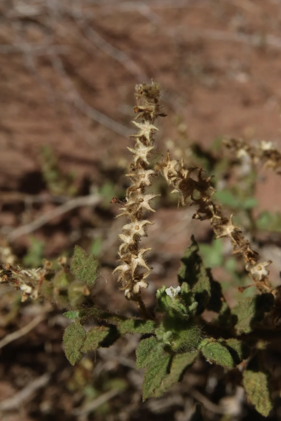 Heliotropium arbainense fruits