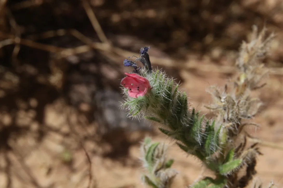 Echium rauwolfii flower