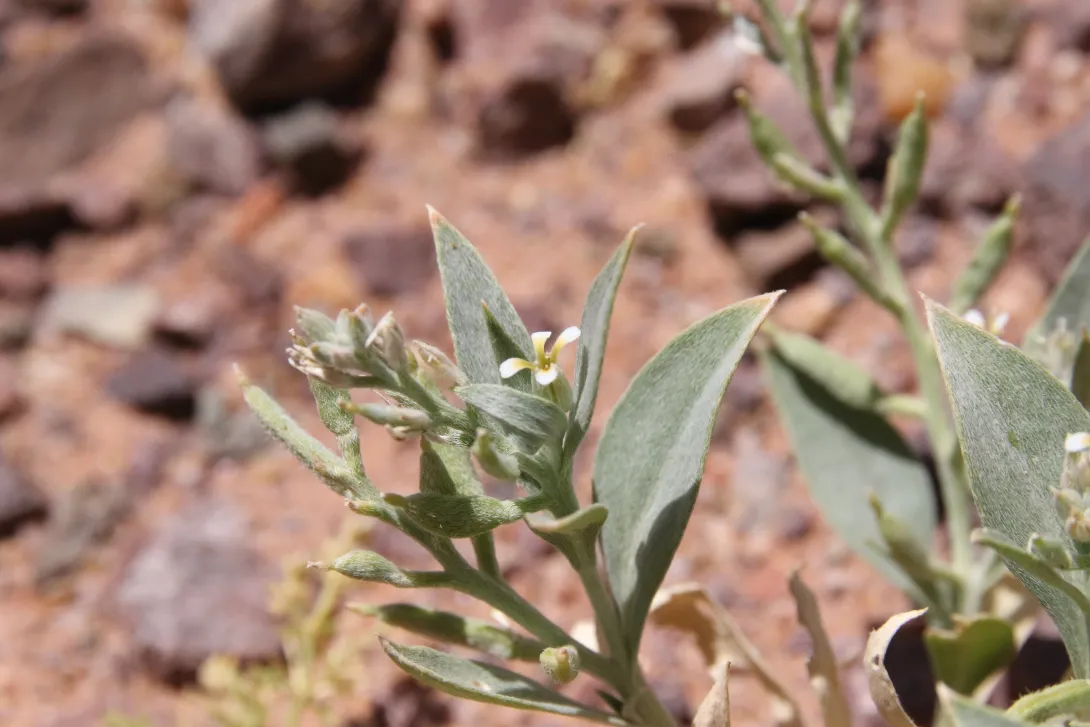 Farsetia aegyptia flowers
