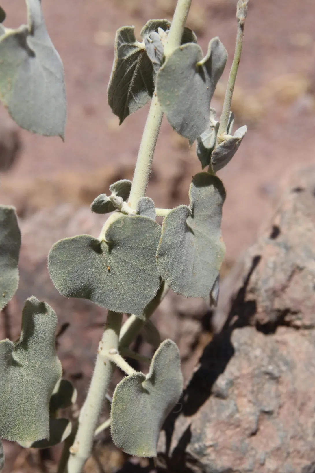 Pergularia tomentosa leaves