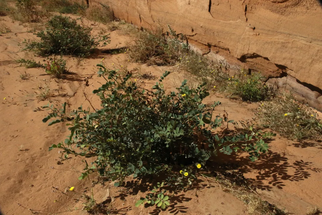 Whole plant