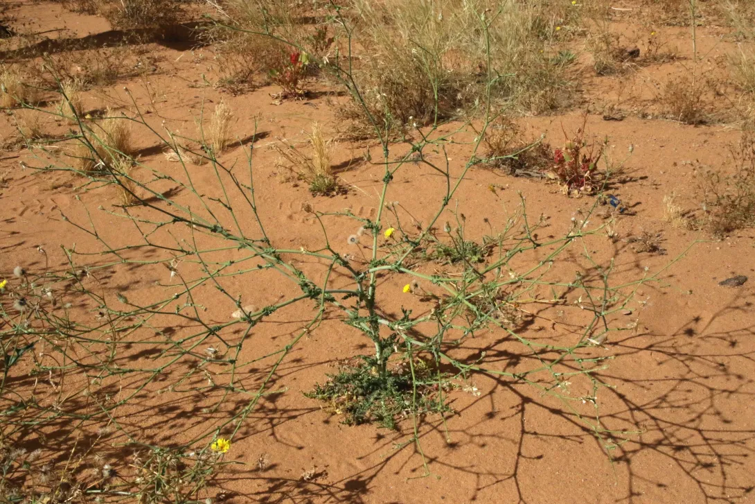 Whole plant
