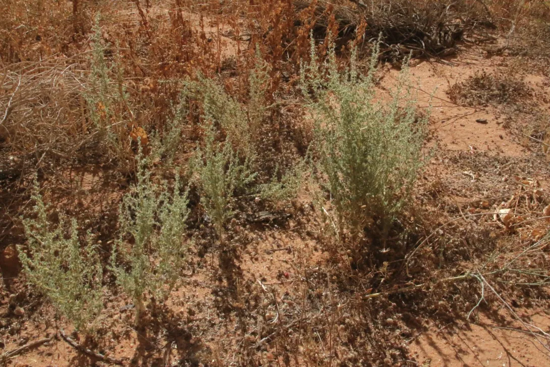 Whole plant