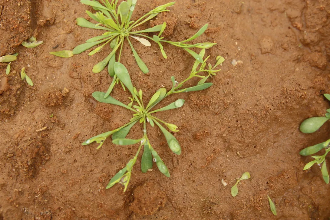 Polycarpaea robbairea leaves