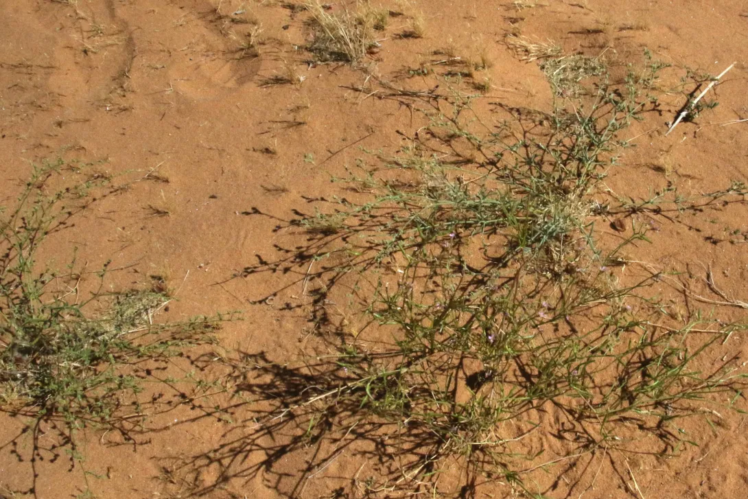 Whole plant