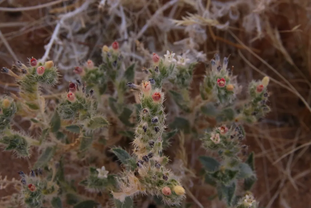 Moltkiopsis ciliata flowers