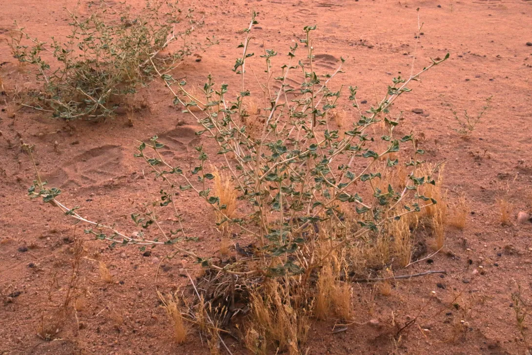 Whole plant