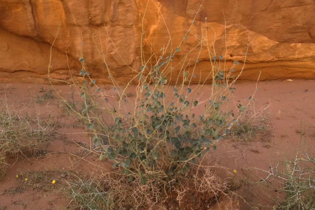 Whole plant