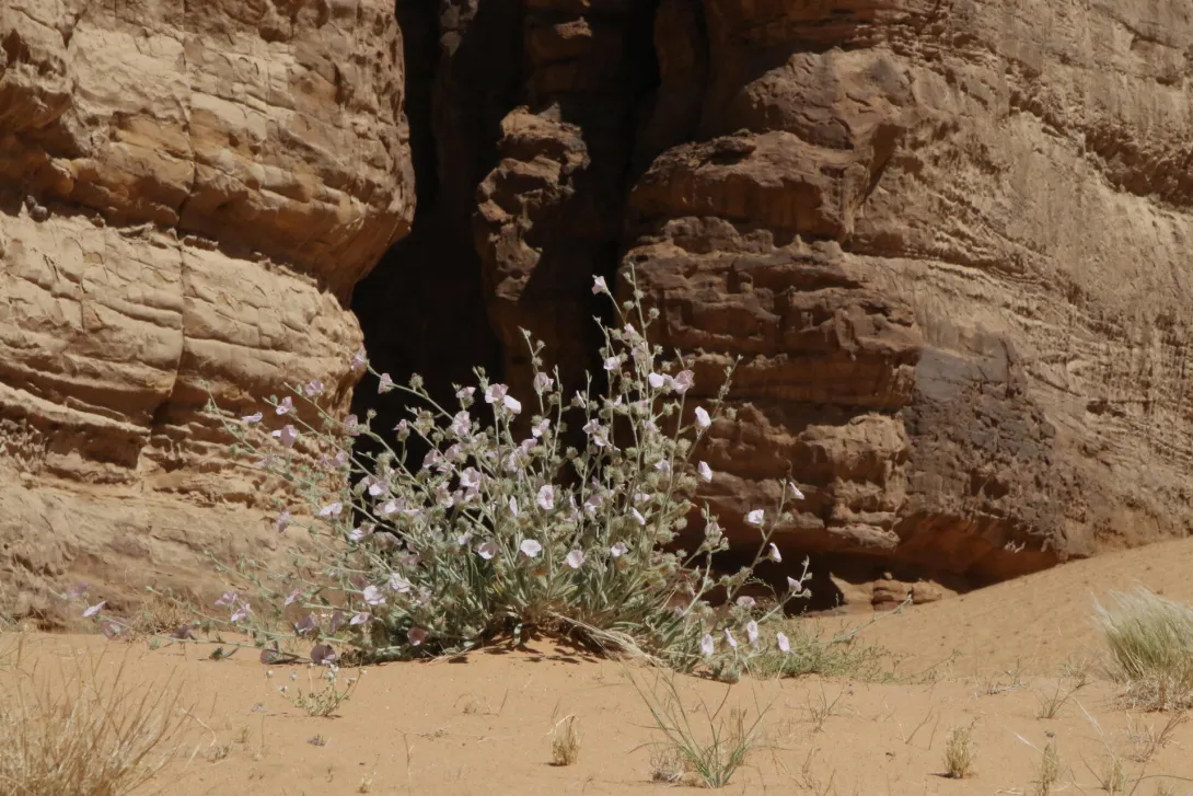 Whole plant