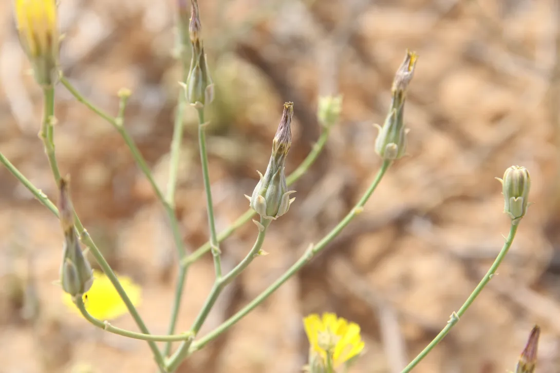 Launaea mucronata flowers