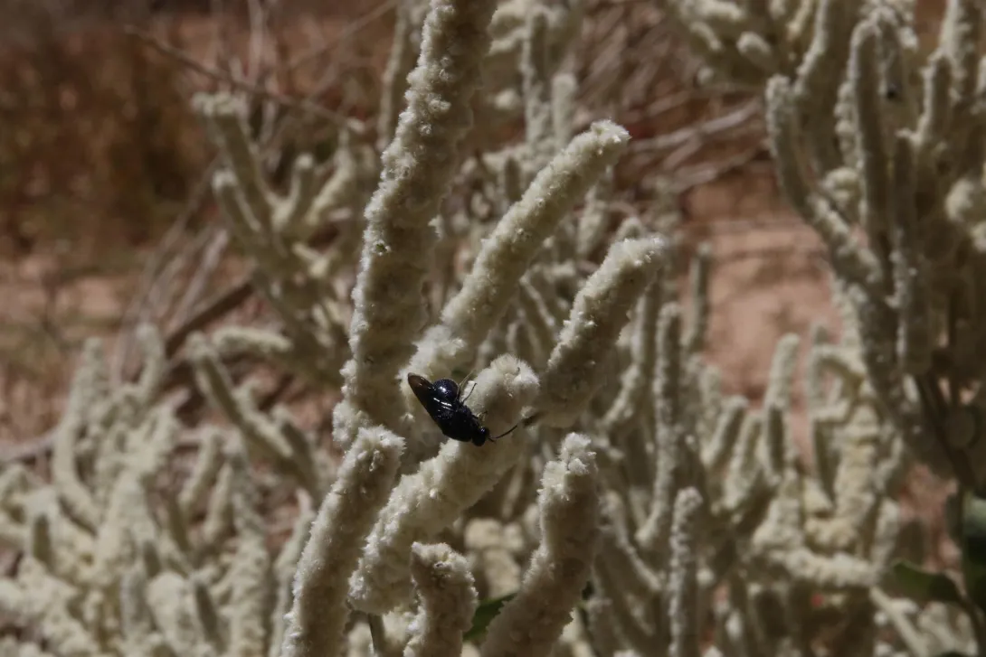 Fruit of Aerva javanica