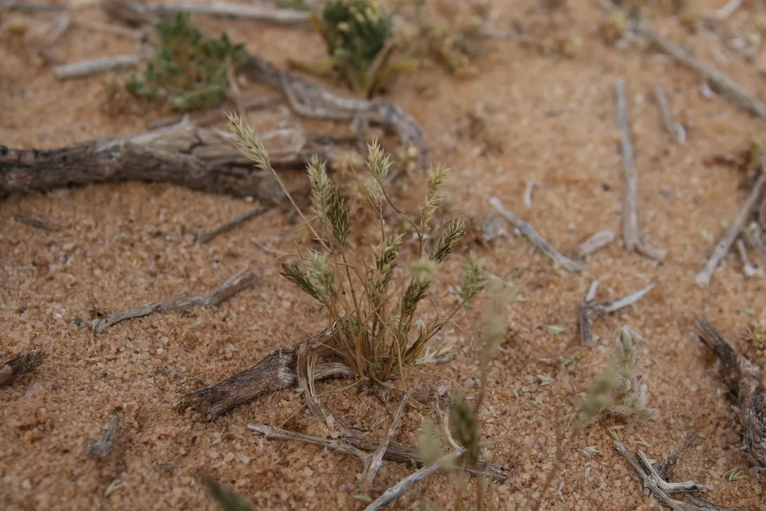 Whole plant