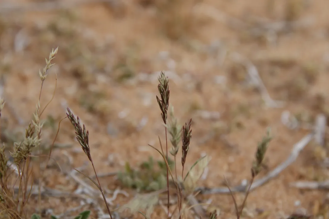 Whole plant