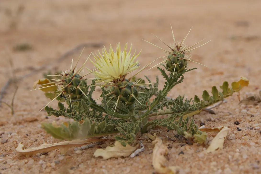 Centaurea scoparia with leaves and flowers