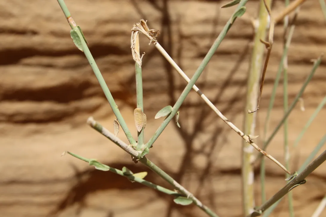 Periploca aphylla leaves