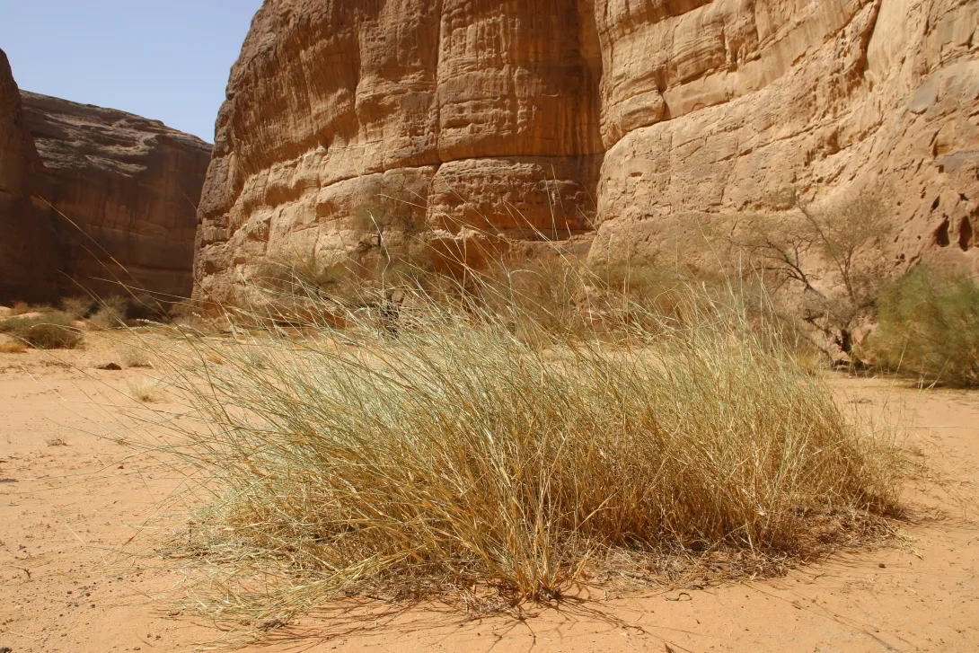 Cenchrus divisus in Wadis and ephemeral flooded depressions