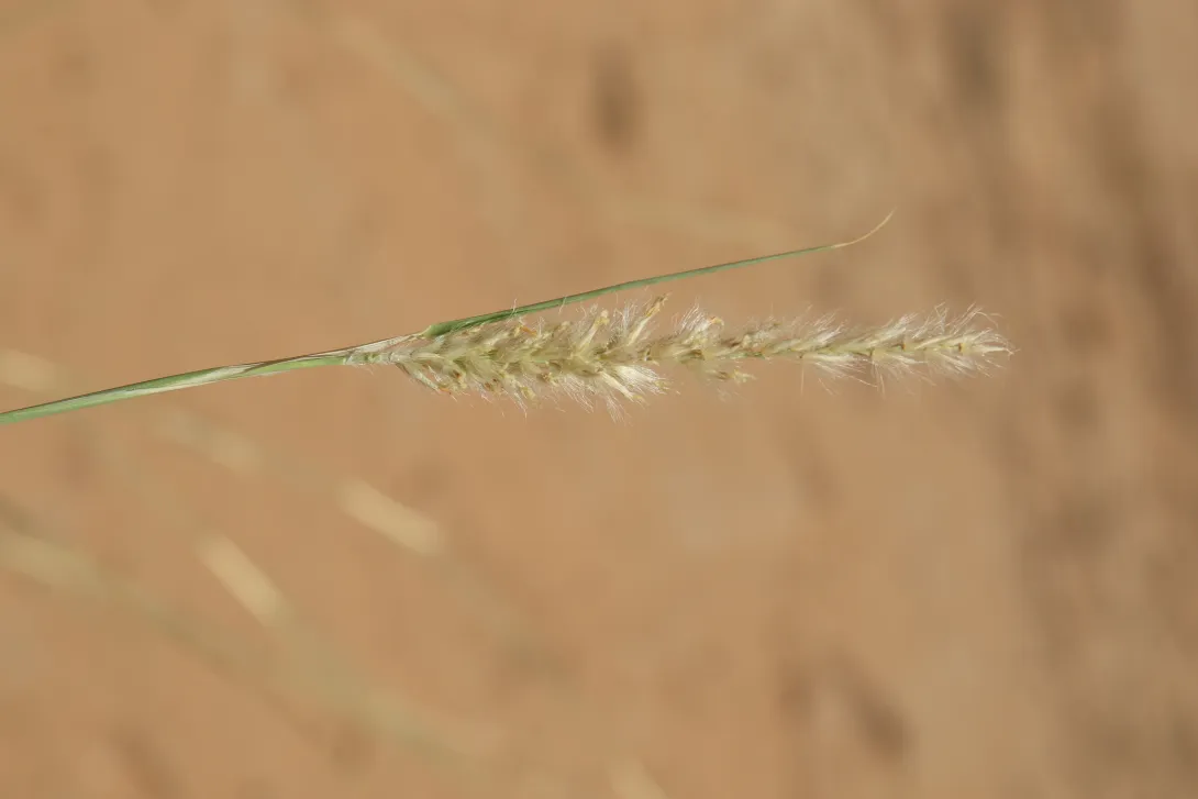 Cenchrus divisus flower