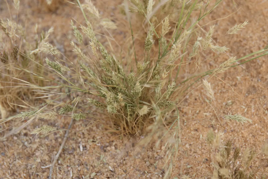Whole plant