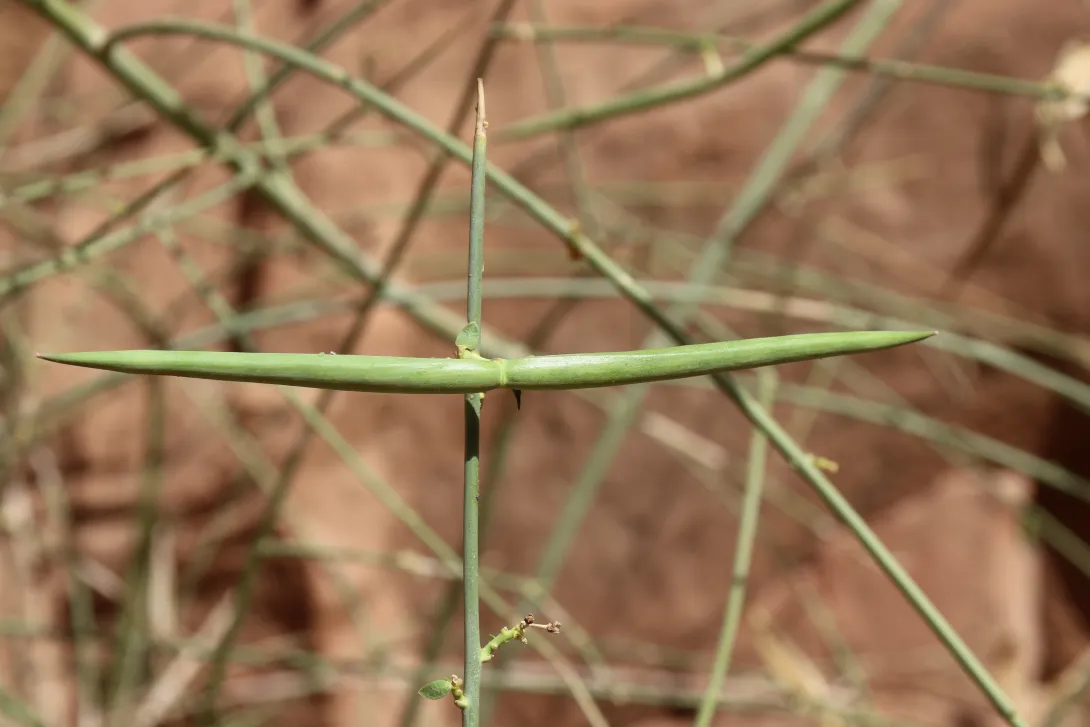 Periploca aphylla fruits