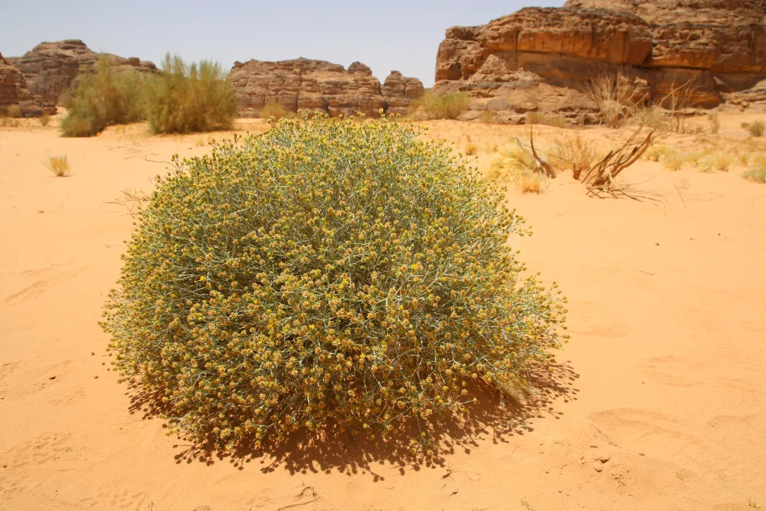 Whole plant