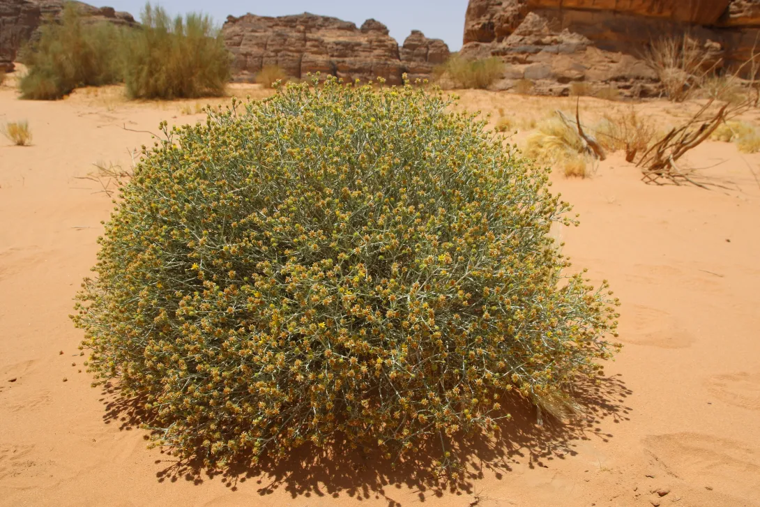 Whole plant
