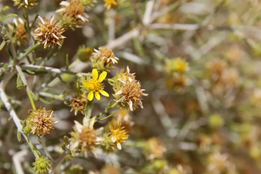 Rhanterium epapposum flower