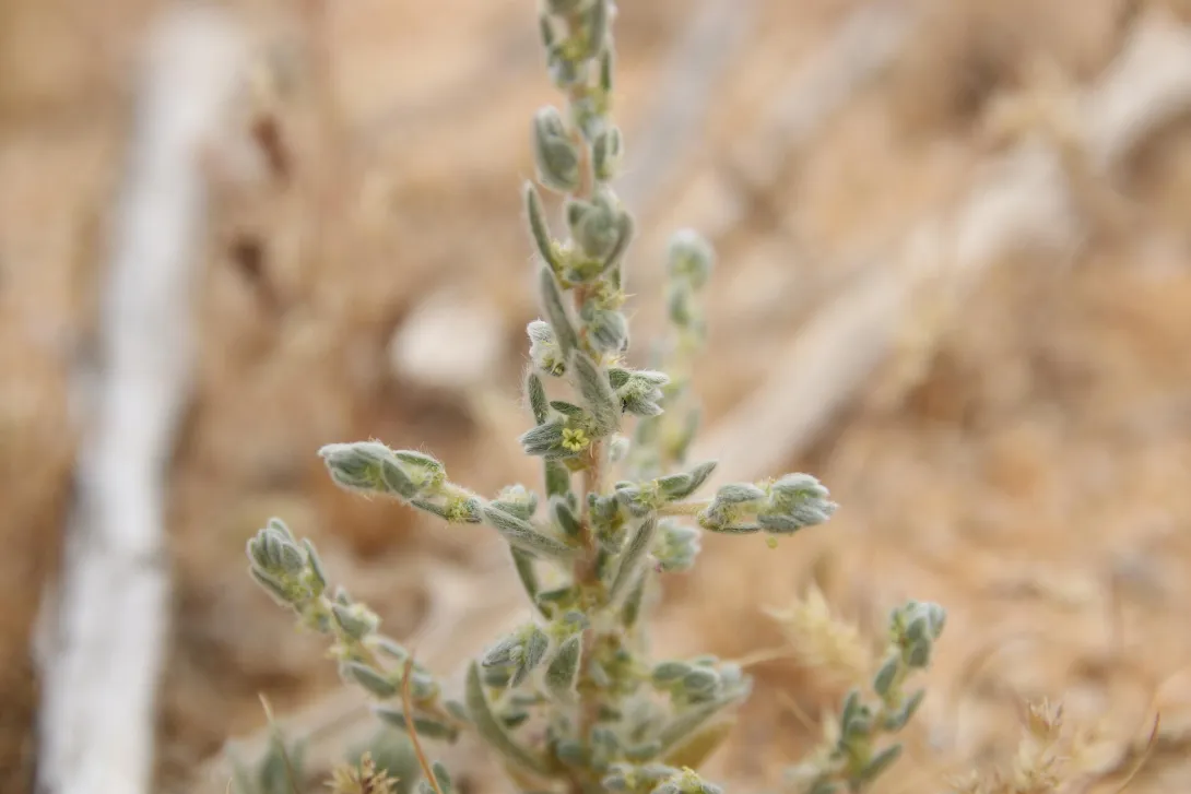 Bassia muricata flower