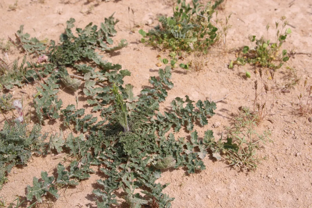 Coincya tournefortii leaves