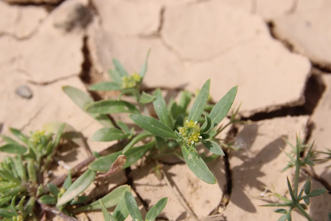 Notoceras bicorne flower