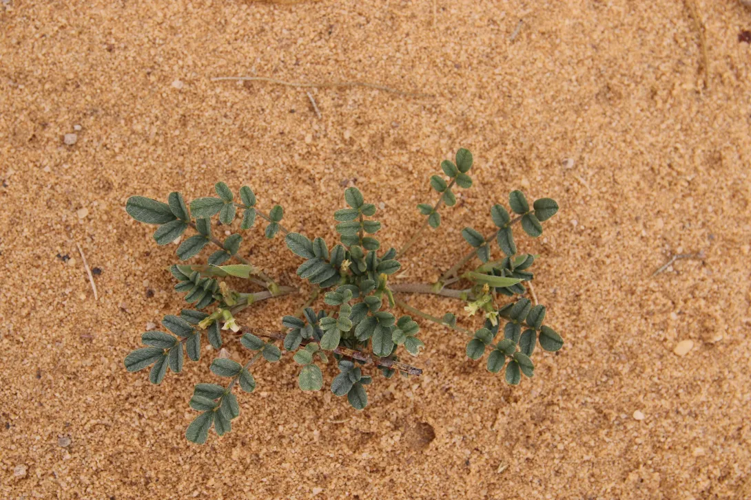 Whole plant