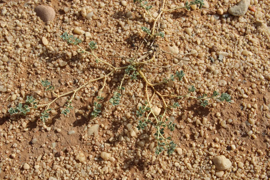 Whole plant